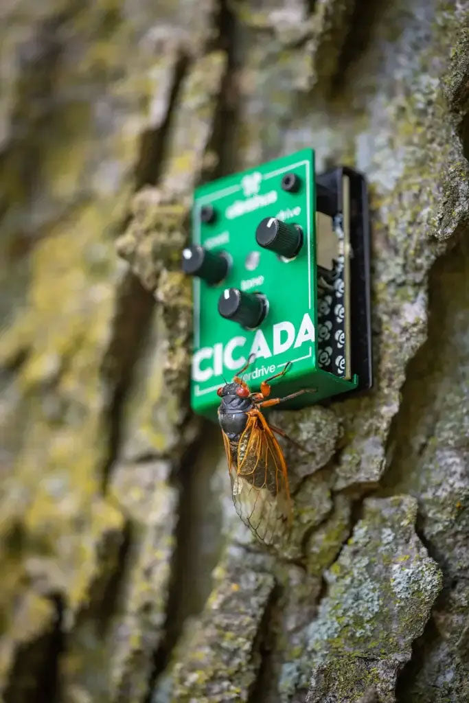Cicada - Overdrive