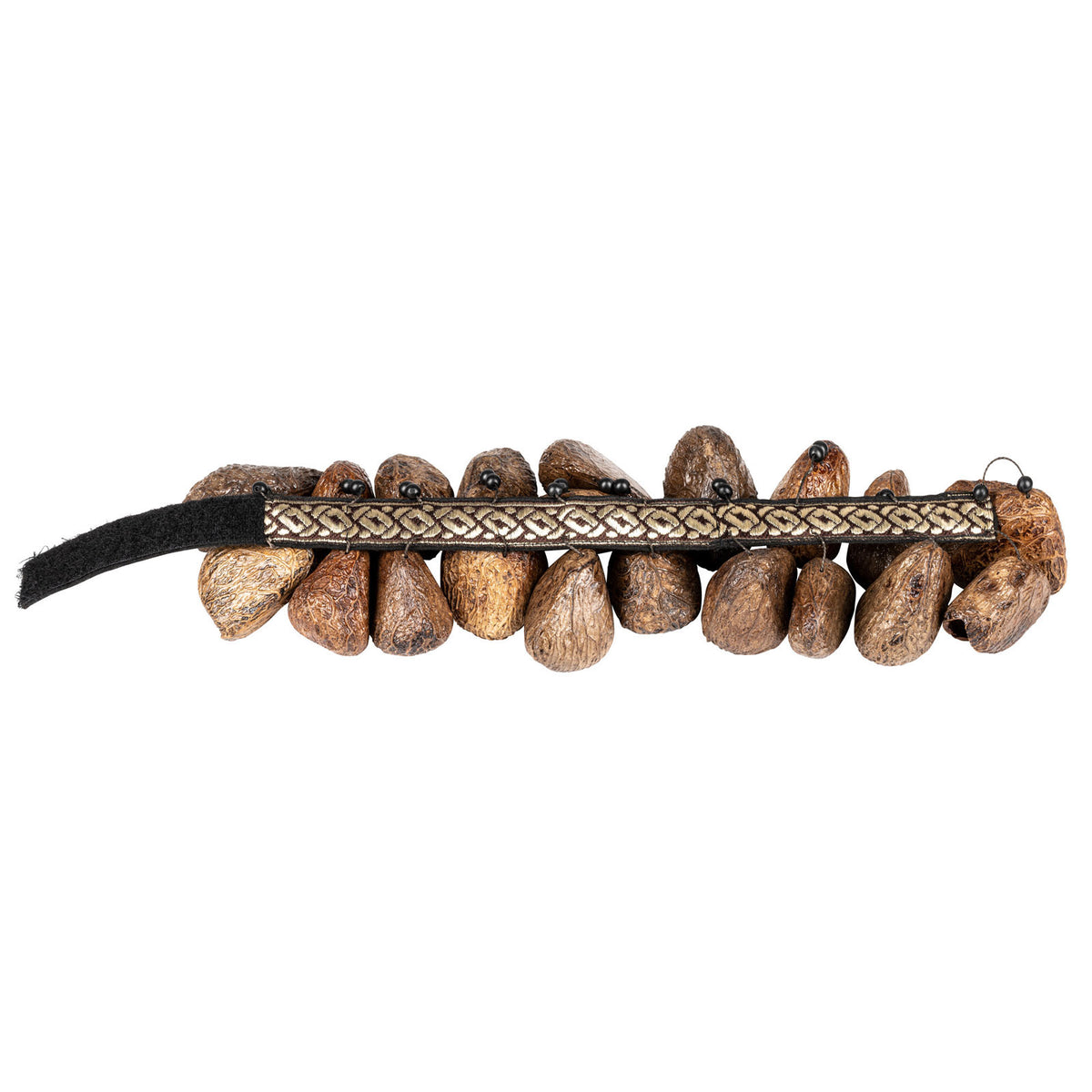 FR1P - FOOT RATTLE PANGI SEEDS